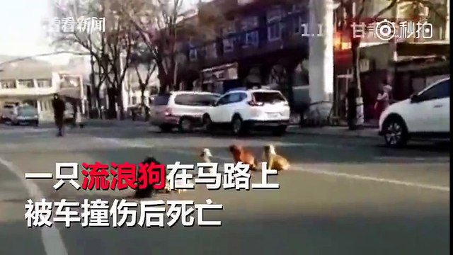 Cảm động hình ảnh 4 chú chó ngồi bên xác bạn không rời sau khi bạn bị xe ô tô đâm chết trên đường