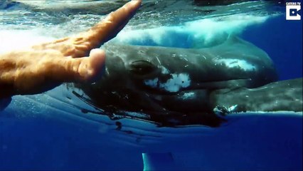 Cá voi liều mình đẩy thợ lặn thoát hàm cá mập