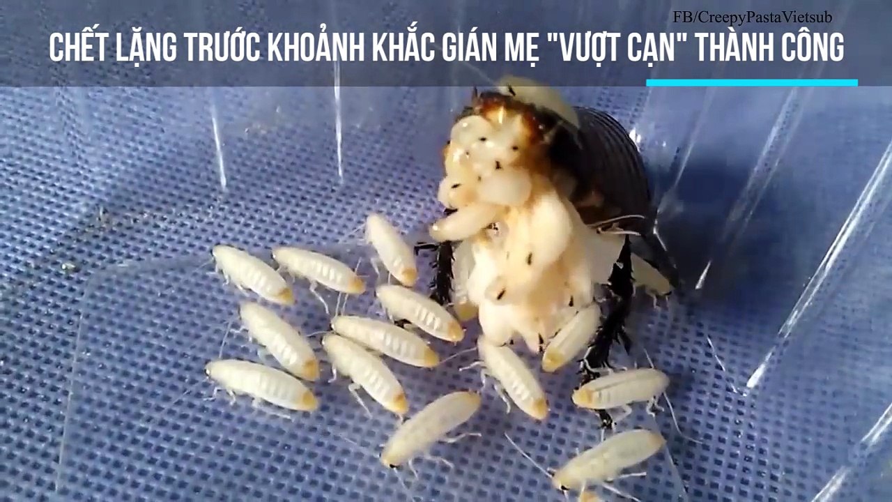 Chết lặng trước khoảnh khắc gián mẹ "vượt cạn" thành công