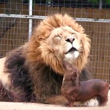 Tan chảy trước những khoảnh khắc cực đáng yêu của chó nhỏ và sư tử