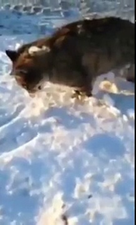 Аномальные морозы в Казахстане На улицах сотни замёрзших животных.