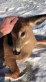 Guy Rescues Deer Trapped on Ice