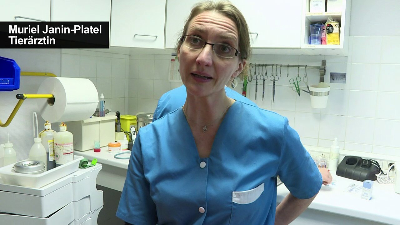 Autos - der neue Feind der Luchse