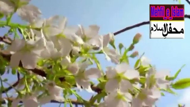 New Best Kalam 2018 - Zarre Jhar Kar Teri Pezaron Ke Aala Hazrat New Naat By Asad Raza Attari -