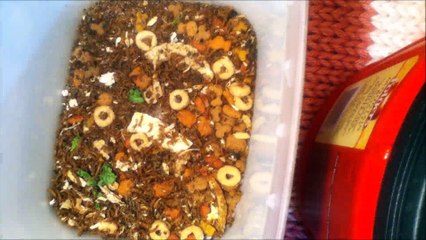 Dermestidscanada Attagenus Unicolor Time-lapse January 29th 2018 Lighting Test-1