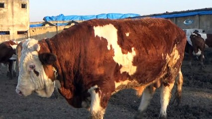 5 inekle başladı 100 hayvanlık çiftlik kurdu