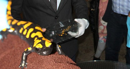 Adana'da Nesli Tükenmekte Olan "Semender" Bulundu