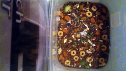 Dermestids-attagenus Unicolor #448