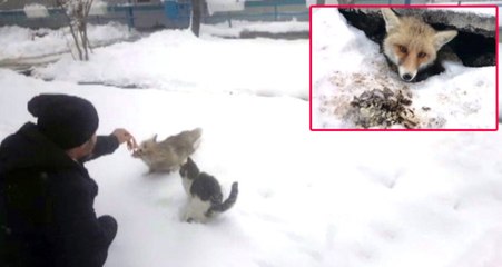 Sivas'ta Aç Kalan Tilkiyi Elleriyle Beslediler