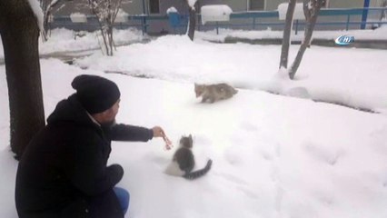Aç kalan tilkiyi elleriyle beslediler