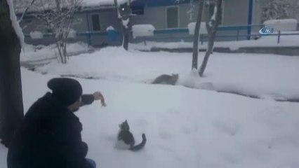 Aç Kalan Tilkiyi Elleriyle Beslediler