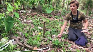 Deadly King Cobras and Snakes of Bali HD