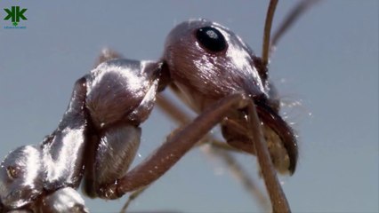 Sıcağa en dayanıklı canlı: Gümüş Sahra karıncası