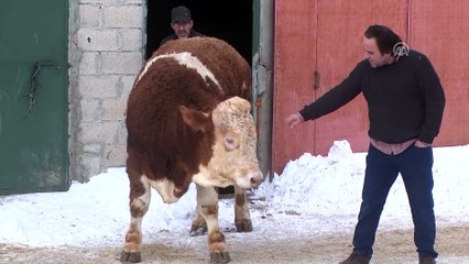 Afrin'deki Mehmetçik'e 'Paşa' isimli danasını bağışladı - BAYBURT