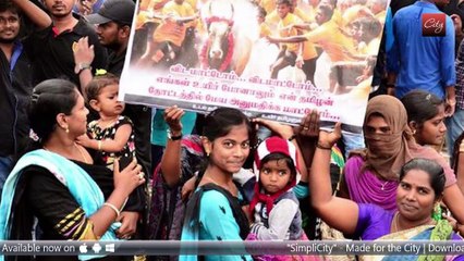 1st Anniversary of Thai Poraatam : Jallikattu | SimpliCity