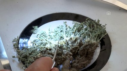 Erzurum'da yeni bitki türü bulundu - İZMİR