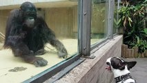 Chimpanzee Teases Dog with Stick