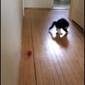 Ce chaton est tellement content de jouer avec sa balle... Foufou