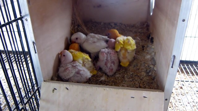 Albino Red Eyes And Lutino Red Eyes Lovebirds Best Breeder Pairs