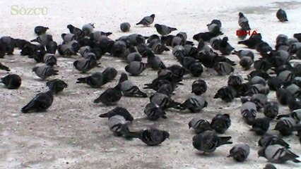 Doğu'da Sibirya soğukları