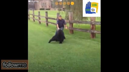 Bear's head stuck in plastic jar what happen next
