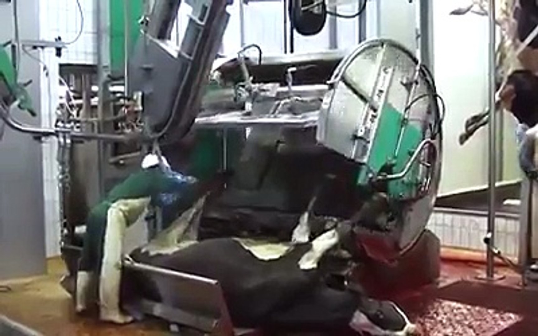 Cow slaughter machine - video Dailymotion