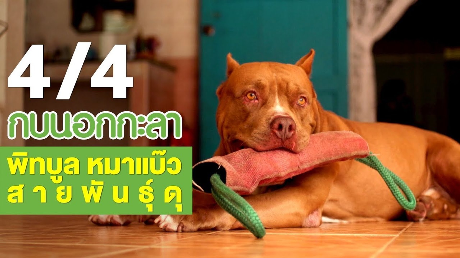 กบนอกกะลา : พิทบูล หมาแบ๊วสายพันธุ์ดุ ช่วงที่ 4/4 (25 ม.ค.61) - วิดีโอ  Dailymotion