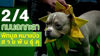 กบนอกกะลา : พิทบูล หมาแบ๊วสายพันธุ์ดุ ช่วงที่ 2/4 (25 ม.ค.61)