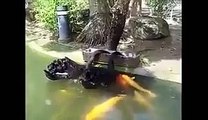 ducks feed fishes