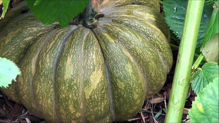 Early Fall Vegetable Garden Tour & Harvest