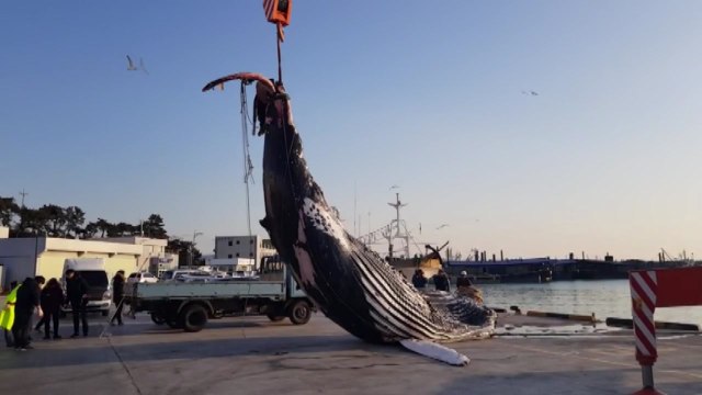 멸종위기종 '혹등고래' 그물에 걸려 죽은 채 발견 / YTN