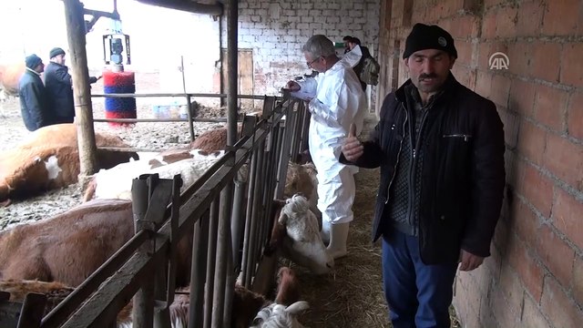 Elektrik akımına kapılan 14 büyükbaş hayvan telef oldu - ÇORUM