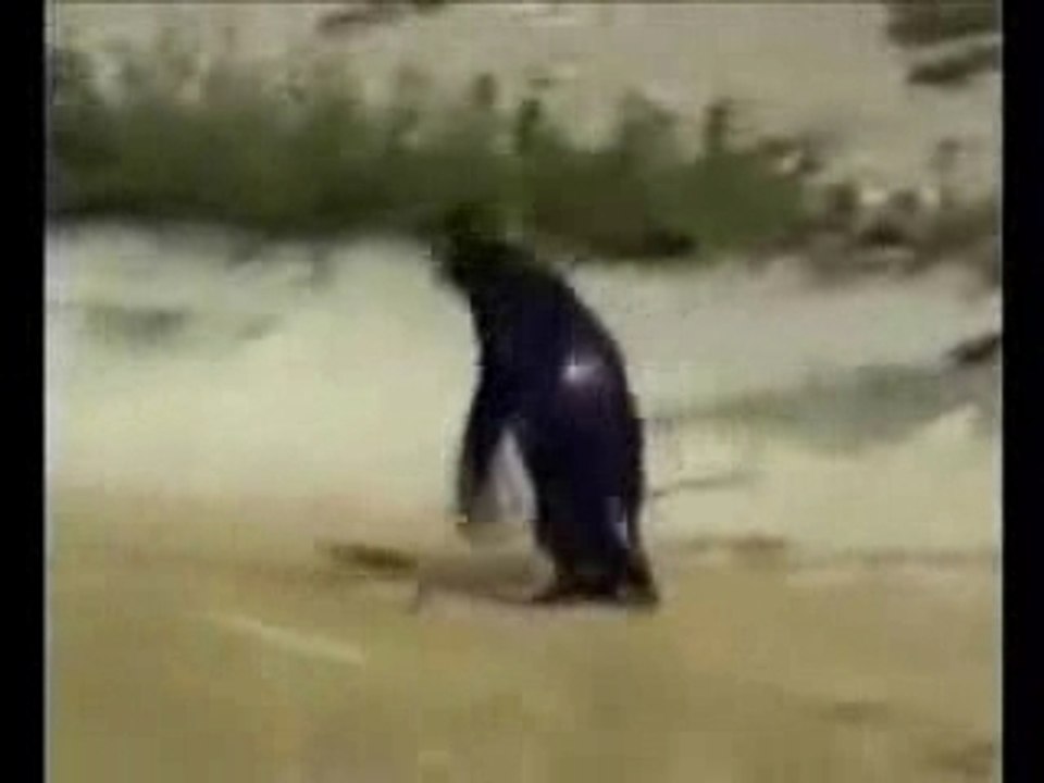 Pinguin
