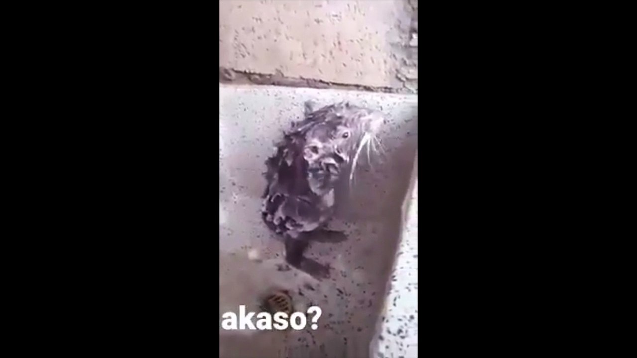 Ce rat qui se lave comme un humain fait des millions de vues en 24h