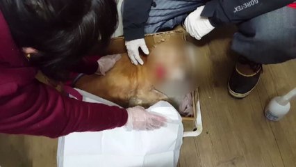 살아있는 개를 쓰레기봉지에 담아 버리다니... / YTN