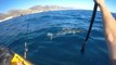 Un kayakiste se fait attaquer par un requin