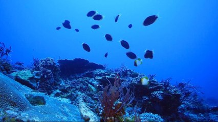 Protests in Philippines over Chinese exploration of Benham Rise