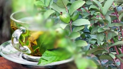 Trị dứt hôi miệng chỉ sau một đêm nhờ 6 loại lá mà không cần dùng thuốc