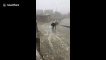 Incredible moment a cow slides down an icy road