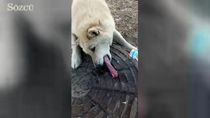 Soğuktan köpeğin dili yapıştı