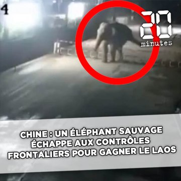 Chine : Un éléphant sauvage échappe aux contrôles frontaliers pour gagner le Laos