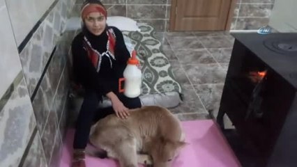 Hamdu Sena Bu Kez Hasta Buzağısıyla Birlikte Uyuduğu Fotoğrafı ile Dikkat Çekti