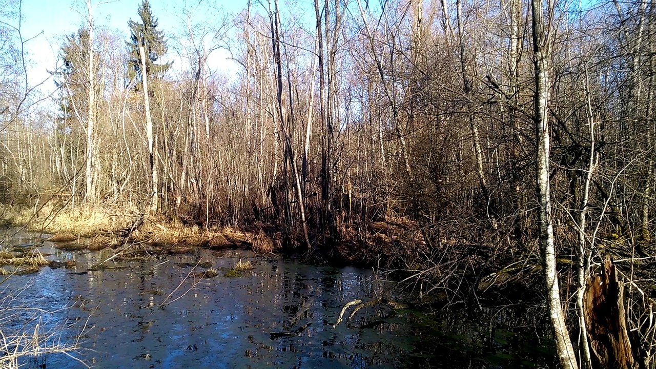Morgens im Bruchwald auf Streife