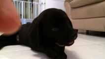 Labrador Puppy's First Headbutt
