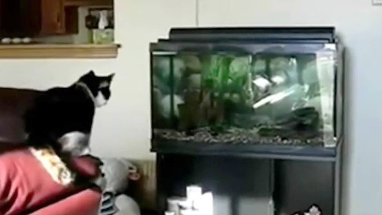 Cat Vs aquarium