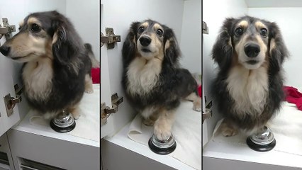 Un chien réclame son repas