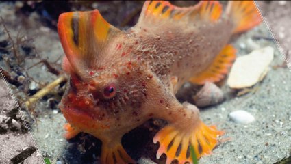 Meet The Fish That Walks