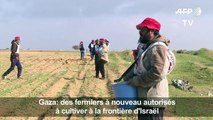 Gaza: des fermiers autorisés de nouveau à cultiver leurs terres