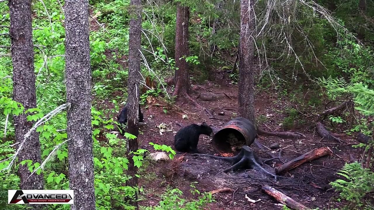 Awesome Black Bear Hunting | Bow Hunting Canada (POV KILL SHOT)