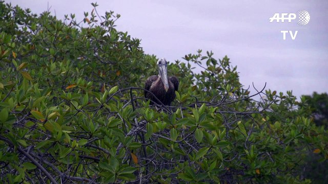 La idílica guardería de tiburones martillo en Galápagos
